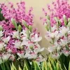 gloryrose - @gloryrose52 - TikTok