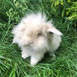 Theo Glover-Smith - @lionlop_theo - Instagram