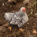 Glyn Thomas - @brookbarnfarm - Instagram