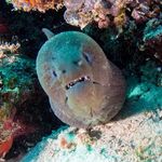 Glynn Phillips - @underwaterglynn - Instagram
