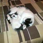 Godfrey Daniels - @danielsgodfrey - Instagram