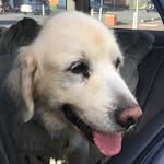 Godfrey - @godfrey._.whitegolden - Instagram