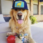 Golden Bo Jackson - @golden_bojackson - Instagram