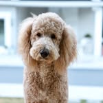Golden Doodle JACKSON - @goldendoodlejackson - Instagram