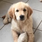 Golden Jackson - @jackson_goldendays - Instagram