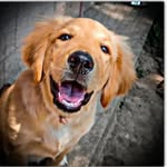 golden jackson 🐾🐾 - @golden__jackson - Instagram