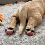 Golden Retriever | Jackson - @jackson.the.goldenretriever - Instagram