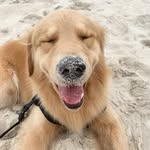 Jack - @goldenjack_son - Instagram