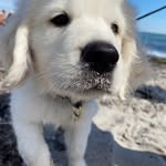 Jackson - @golden_jackson_ - Instagram