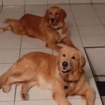 Jackson🐶 kiara🐶 Rocko🐶🇲🇽 - @golden_jackson.kiara_retriever - Instagram