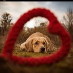 B A I L E Y   🐾 - @goldie.boy.bailey - Instagram