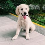 Bailey 🐾 - @bailey.poopoo.goldie - Instagram