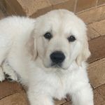 BAILEY | Goldie - @baileyboy_goldie - Instagram