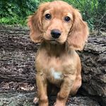Bailey - @bailey.s.goldie - Instagram