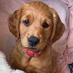 Bailey - @bailey_the.goldie - Instagram