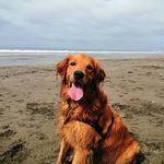 Bailey♥️ - @bailey_the_costa_rican_goldie - Instagram