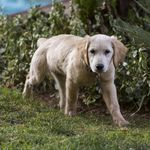Bailey - @bailey_the_goldie_ - Instagram