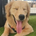 Bailey - @bailey_thegoldiepup - Instagram