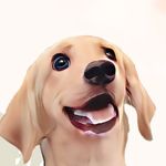 Bailey - @baileythegoldielab - Instagram