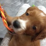 Bailey the Golden Doodle - @bailey__the__goldie - Instagram