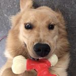Bailey the Goldie - @baileythegoldiepup - Instagram