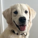 bailey the goldie 🐾 - @ourgoldiebailey - Instagram