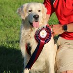 Bailey The Goldie UK - @bailey_the_goldie_uk - Instagram