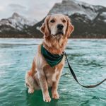 Bailey the Happy Goldie - @bailey_thehappygoldie - Instagram