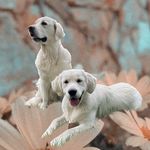 Bailey&Hailey&Zara - @bailey_goldie_ - Instagram