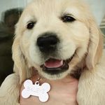 BAILEYS | The golden retriever - @goldie_baileys - Instagram
