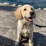 𝐵𝑎𝑖𝑙𝑦 - @_bailey.the.goldie - Instagram