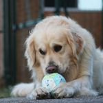 dog|hund•golden retriever 🧡 - @goldiebaileyy - Instagram