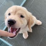 Golden Retriever | Bailey - @baileyythegoldie - Instagram