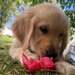 Nala Bailey🐶🩷 - @goldie_nala_bailey - Instagram