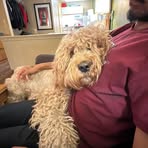 Golden Doodle Doodleking - Facebook