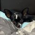 Goldie Fox - Facebook