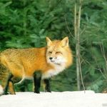 Goldie Fox - @desertfox827 - Instagram
