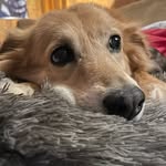 GoldieFox - @popshitoppshitacecantstopshit - Instagram