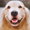 GoldieLover - @goldielover155 - TikTok