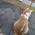goldie thomas thompson - @goldie_thagoldiecat - Instagram