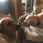 Chrissie Vickers - @nelly_juno_the_goldies - Instagram