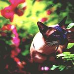 Goldie Wright - @thomasrichardnulf43 - Instagram