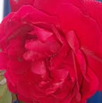 Gopal Chaudhari - Facebook