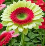 Gopal Chaudhari - Facebook