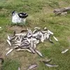 Goran Jovicic - @goran.jovicic4 - TikTok
