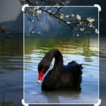 Goran Spasic - @spasic648 - Instagram