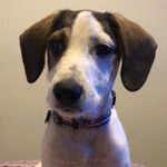 Jack Gordon Noah Bauer🐶 - @jackgordonoahelperro - Instagram