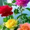 golden bolden - @golden.bolden6 - TikTok