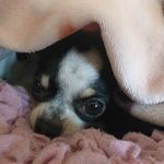 Bolt - @bolt_gordon - Instagram