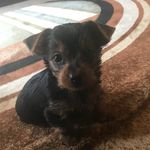 Ramsey - @bolton_not_gordon - Instagram